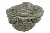 Wide, Bumpy Enrolled Morocops Trilobite - Morocco #383423-2